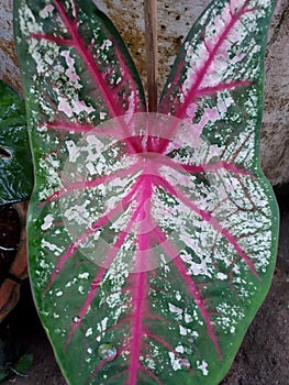 CaladiumÃ¢â¬â¹ bicolorÃ¢â¬â¹ plantÃ¢â¬â¹